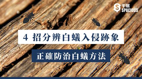 房間出現白蟻|白蟻入侵兩週可吃光傢俱！4招分辨白蟻跡象+正確防治白蟻 ｜千 